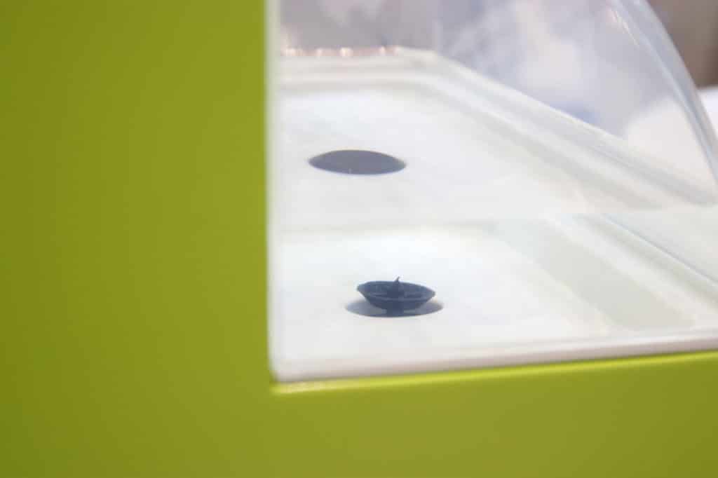 A small, black, leaf-shaped object floats on the surface of water inside a light green plastic container with a transparent cover.